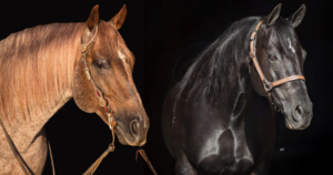DT Sugar Chex Whiz embryo