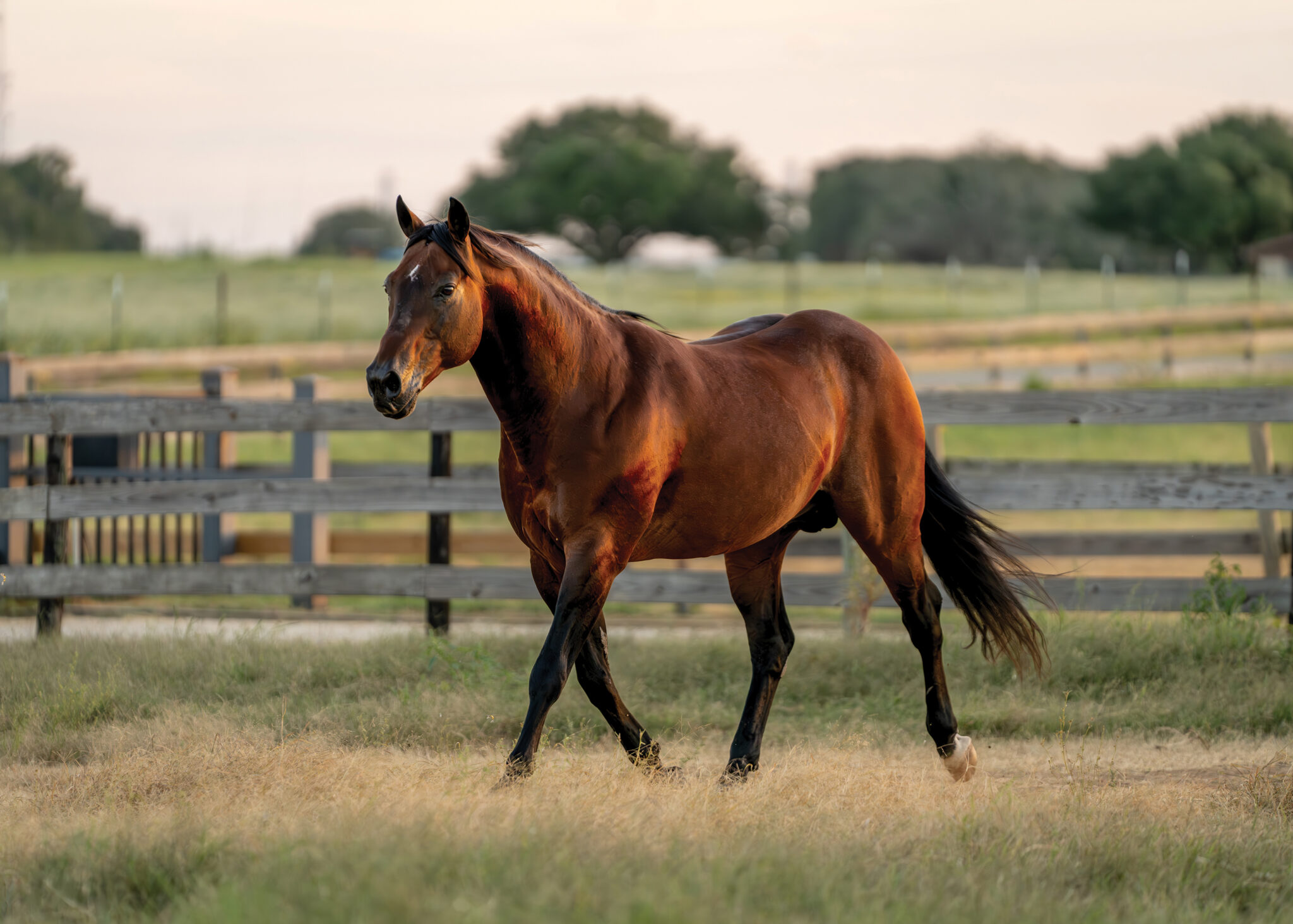 Rope Horse Breeder's Guide Stallion: Jazarell Cat