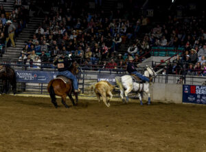 Trey Yates heeling a steer behind Luke Brown in Denver.