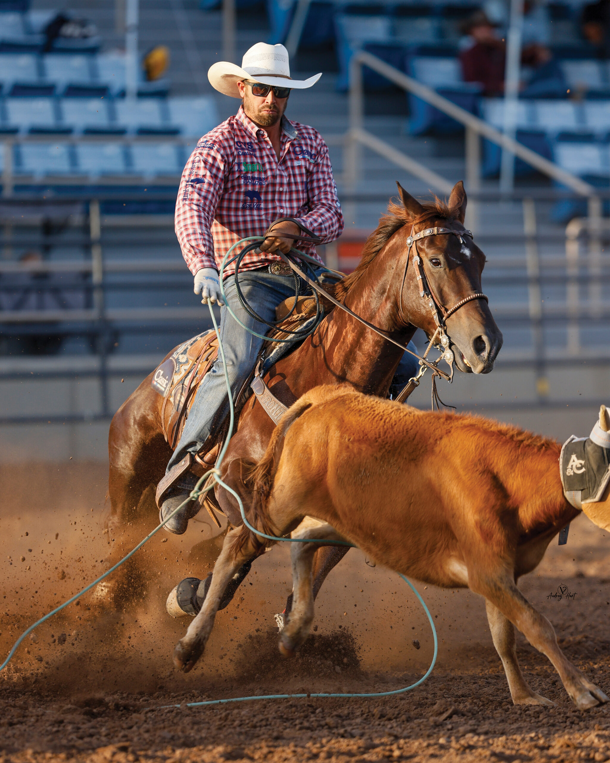 Jeremy Buhler heels a sorrel steer on SLR Swinging Hickory, the highest-earning futurity mare in rope horse history.