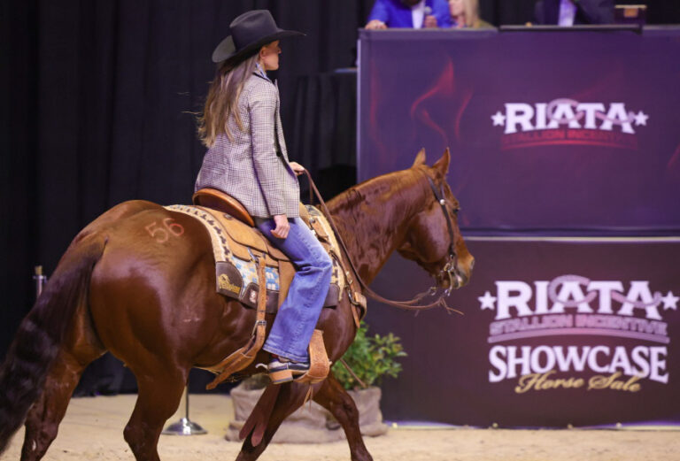 Prosect Rope 2026 Rope Horse Sales