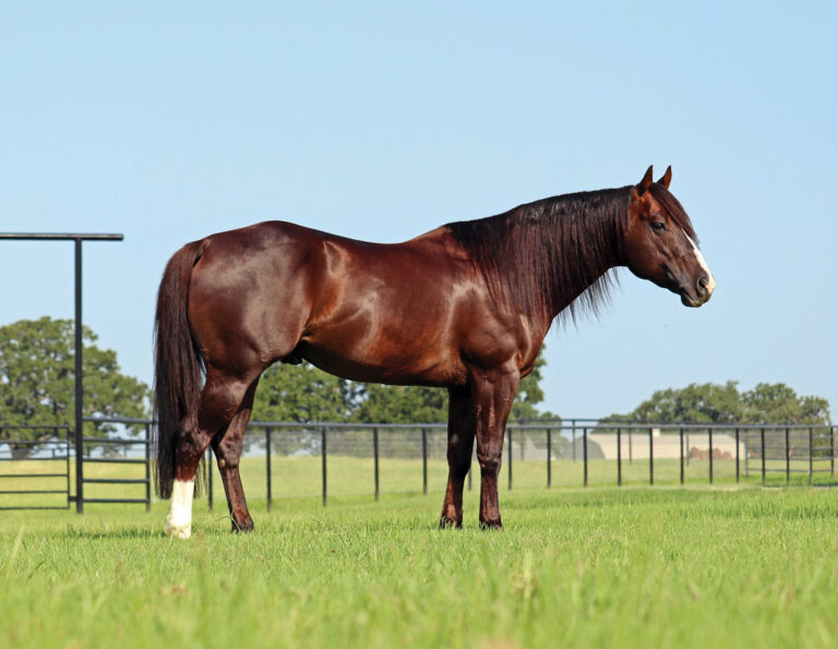 BG_Jan_2026_2022 Feel The Sting - Confirmation 2