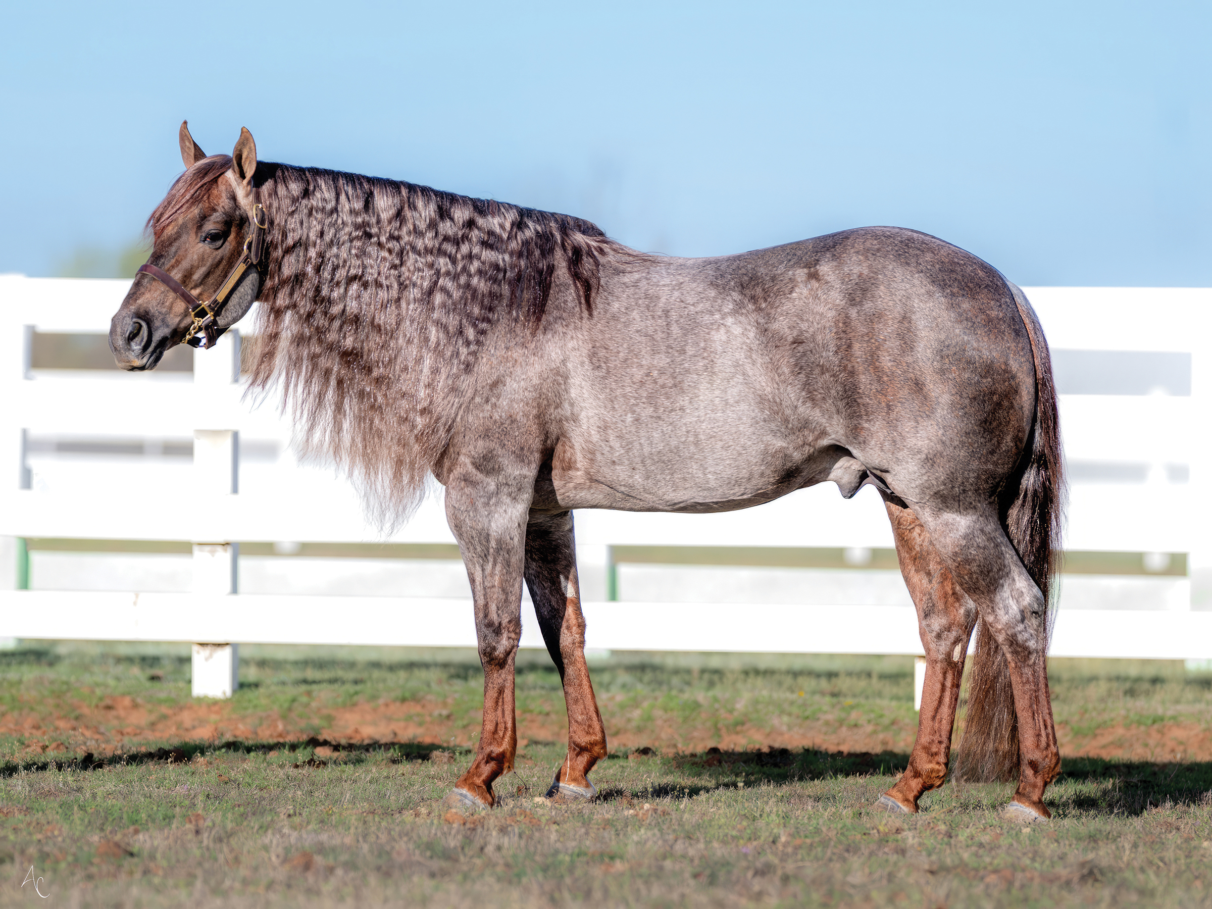 Gray Roan, image size:2400x1800