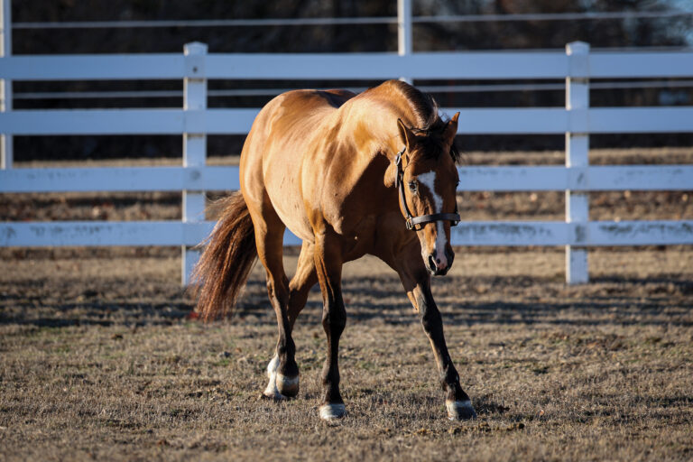 BG_Jan_2026_WSRHesaDunofaLena_MCS_8289