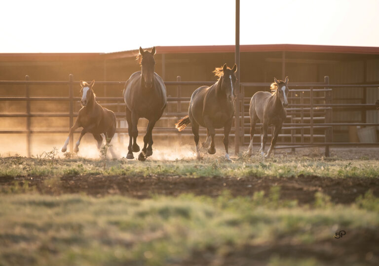 BG_Jan_2026_AlphaReproduction_BPP_2298