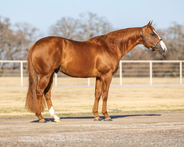 BG_Jan_2026_Sheik_SJFHTT Profile 1 (2)