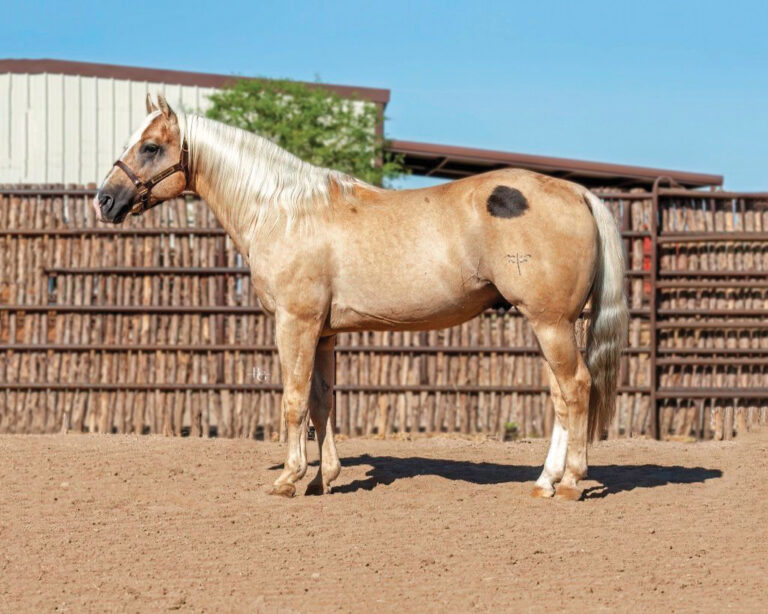 BG_Jan_2026_Shiners Suduo TRJ Photo 300 DPI