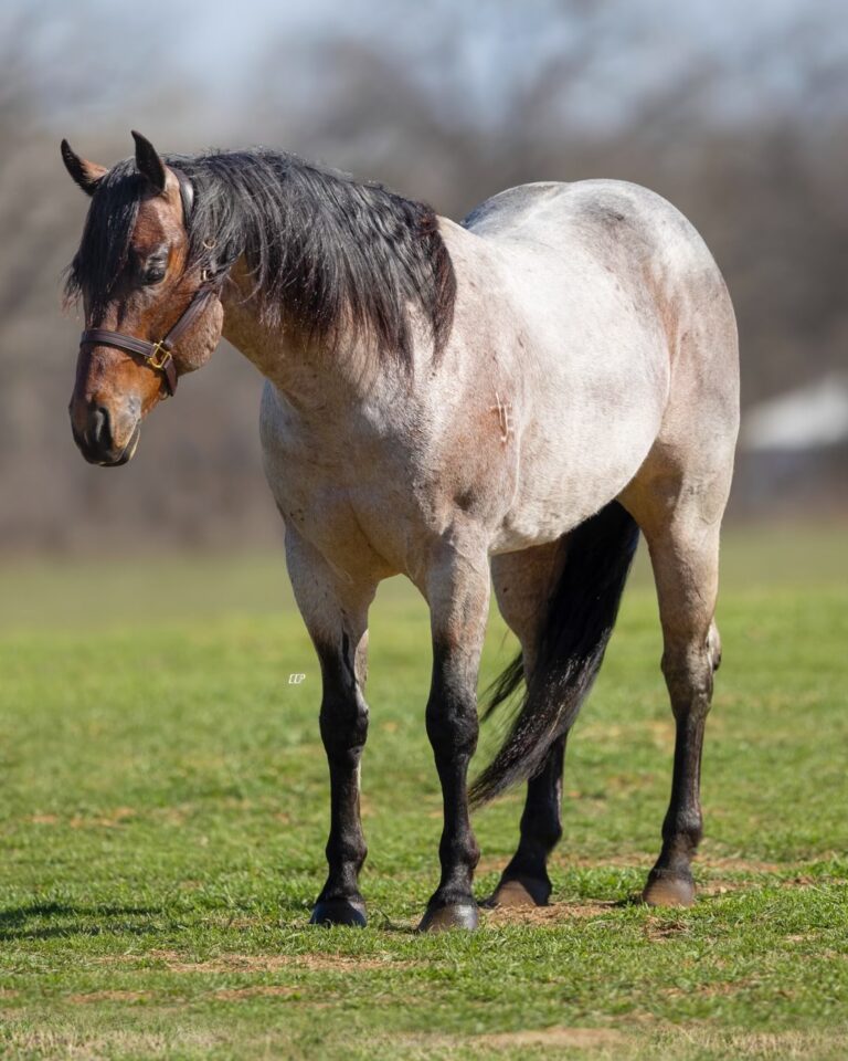 BG_Jan_2026_Docs_image0