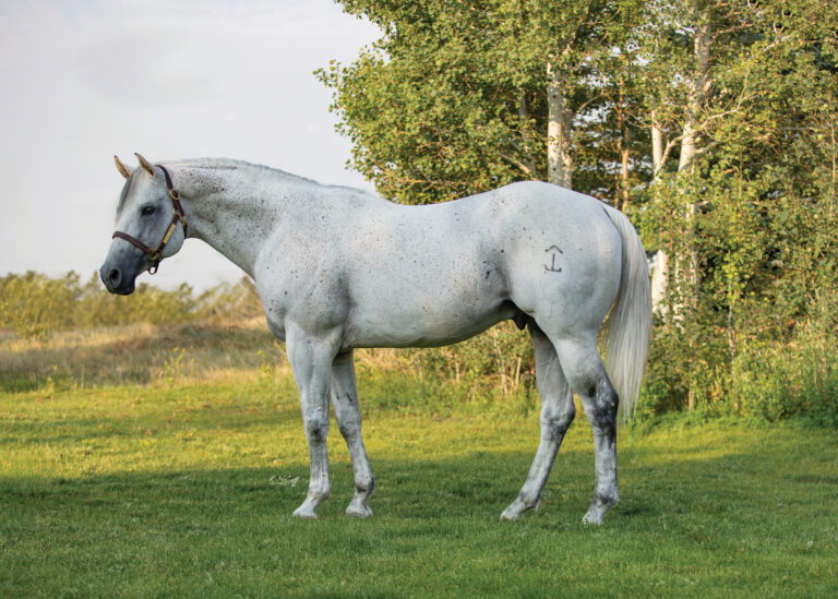 BG_Jan_2026_FiestasDynasty_D29A0138