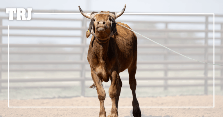 Copy of WSG - link preview with lines and logo-24