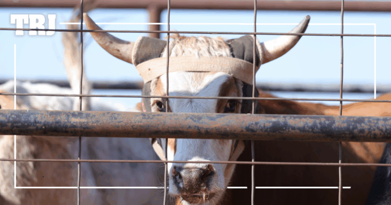 Copy of WSG - link preview with lines and logo-28