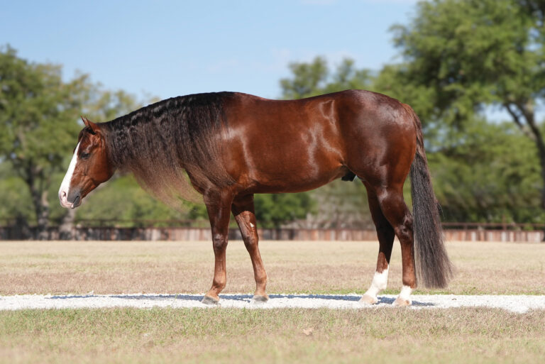 BG_Jan_2026_Johnnyslilcash_JLC