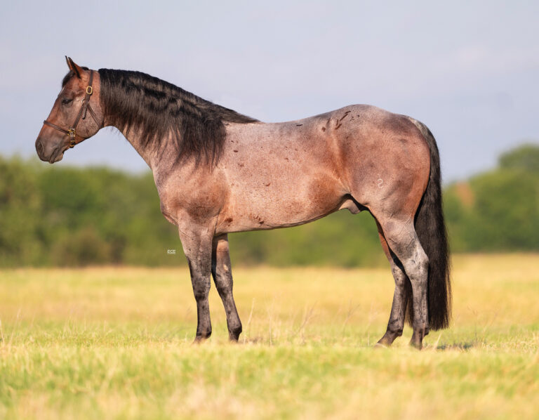 BG_Jan_2026_Nu One Time Blues