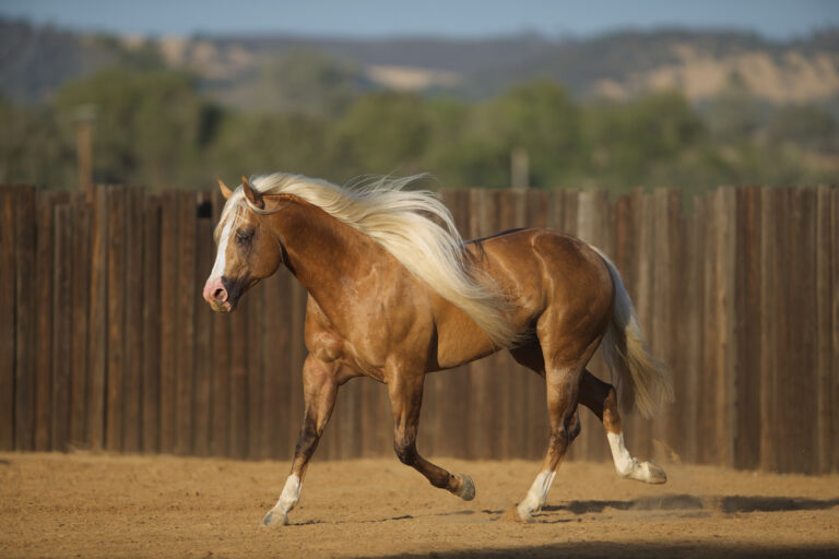 BG_Jan_2026_ShowMeTheBuckles in roundpen 2015 14751