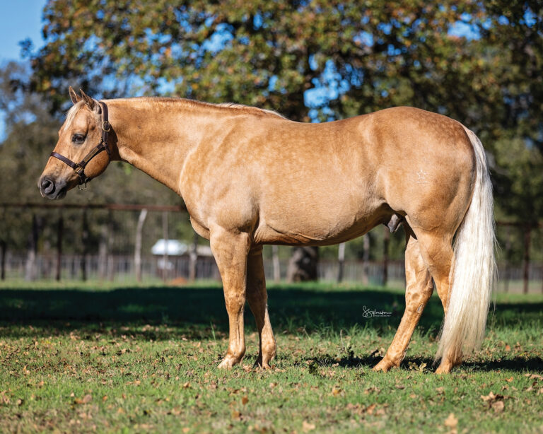 BG_Jan_2026_CD Diamond Profile