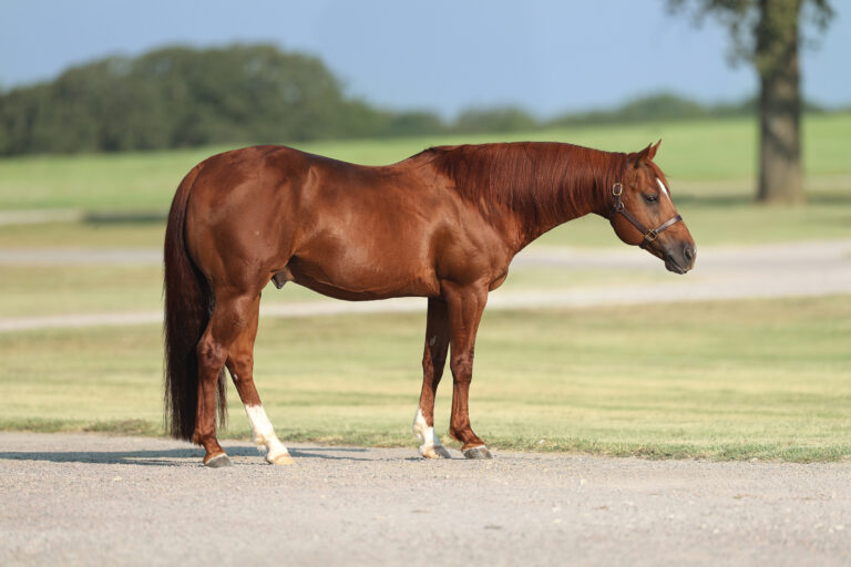 BG_Jan_2026_The Animal - 2024 Profile