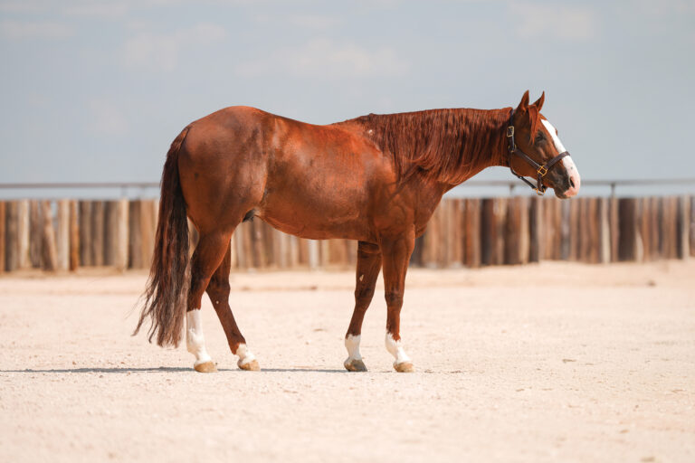 BG_Jan_2026_Some Kinda Stevie - MANE SIDE