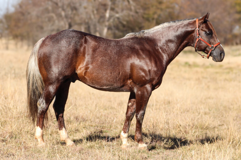 BG_Jan_2026_Steviespriseandpearl_IMG_2672