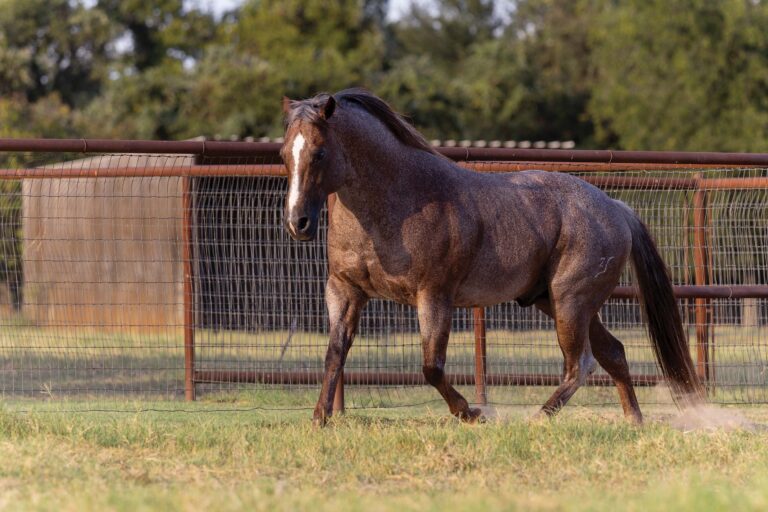 BG_Jan_2026_stevie2025-165A6462