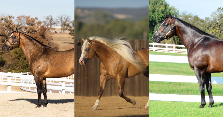 Copy of WSG - link preview with lines and logo