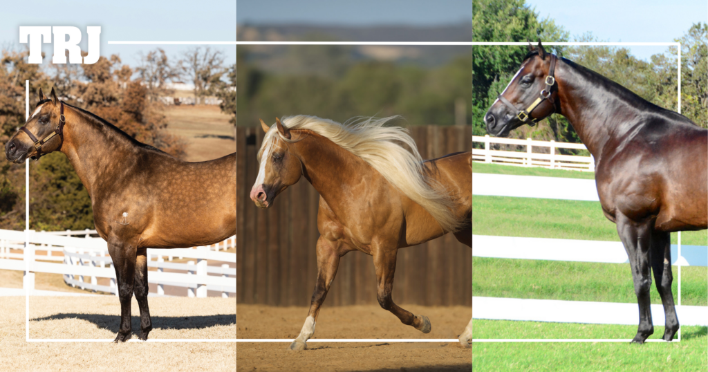 The Best Reliance Ranches Cross for Your Next Rope Horse