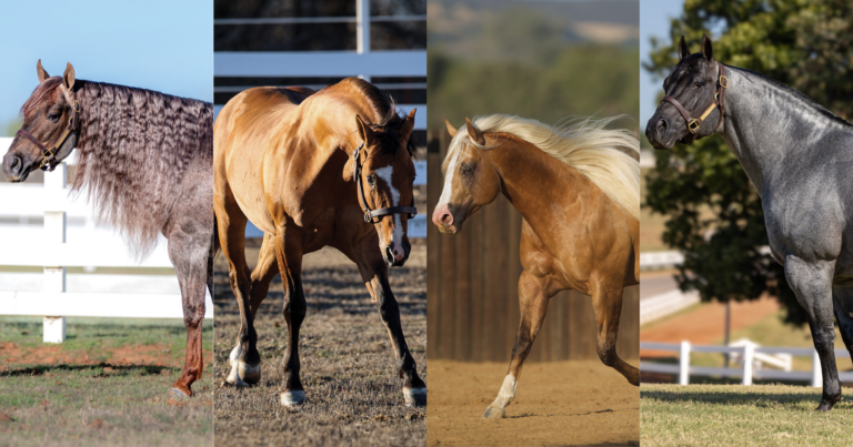 Copy of WSG - link preview with lines and logo