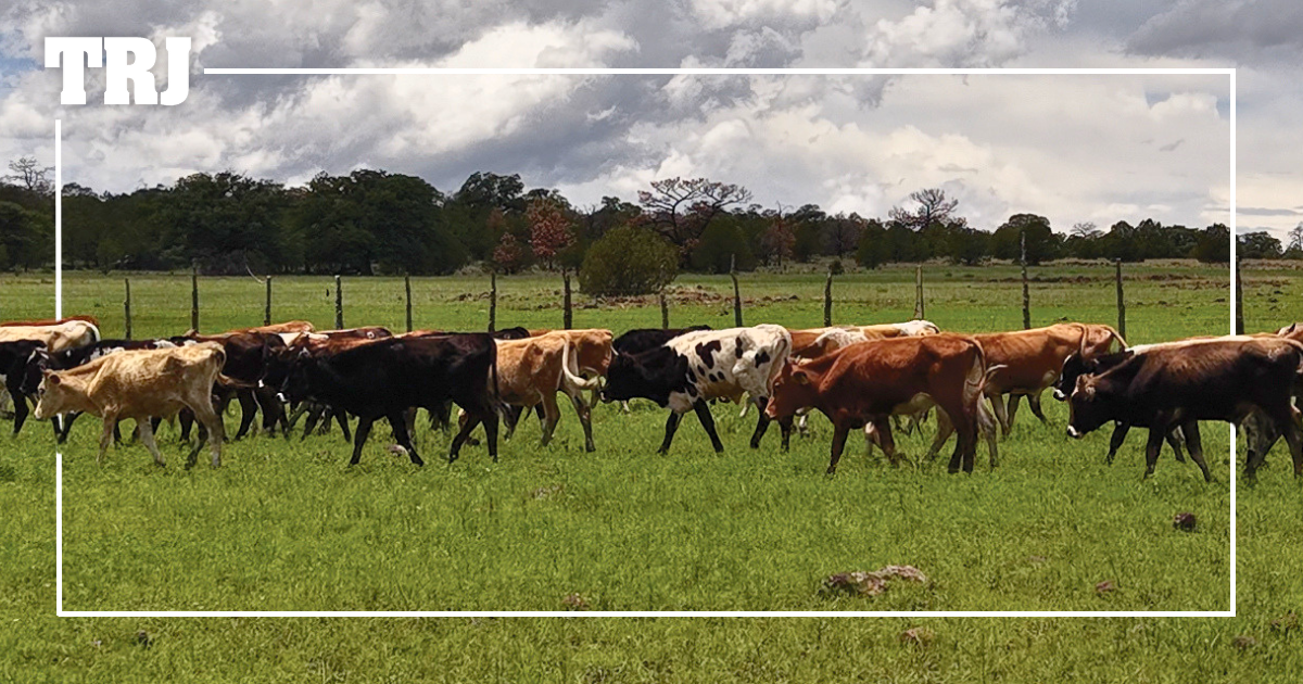 Roping cattle prices are out of control. Here’s why.