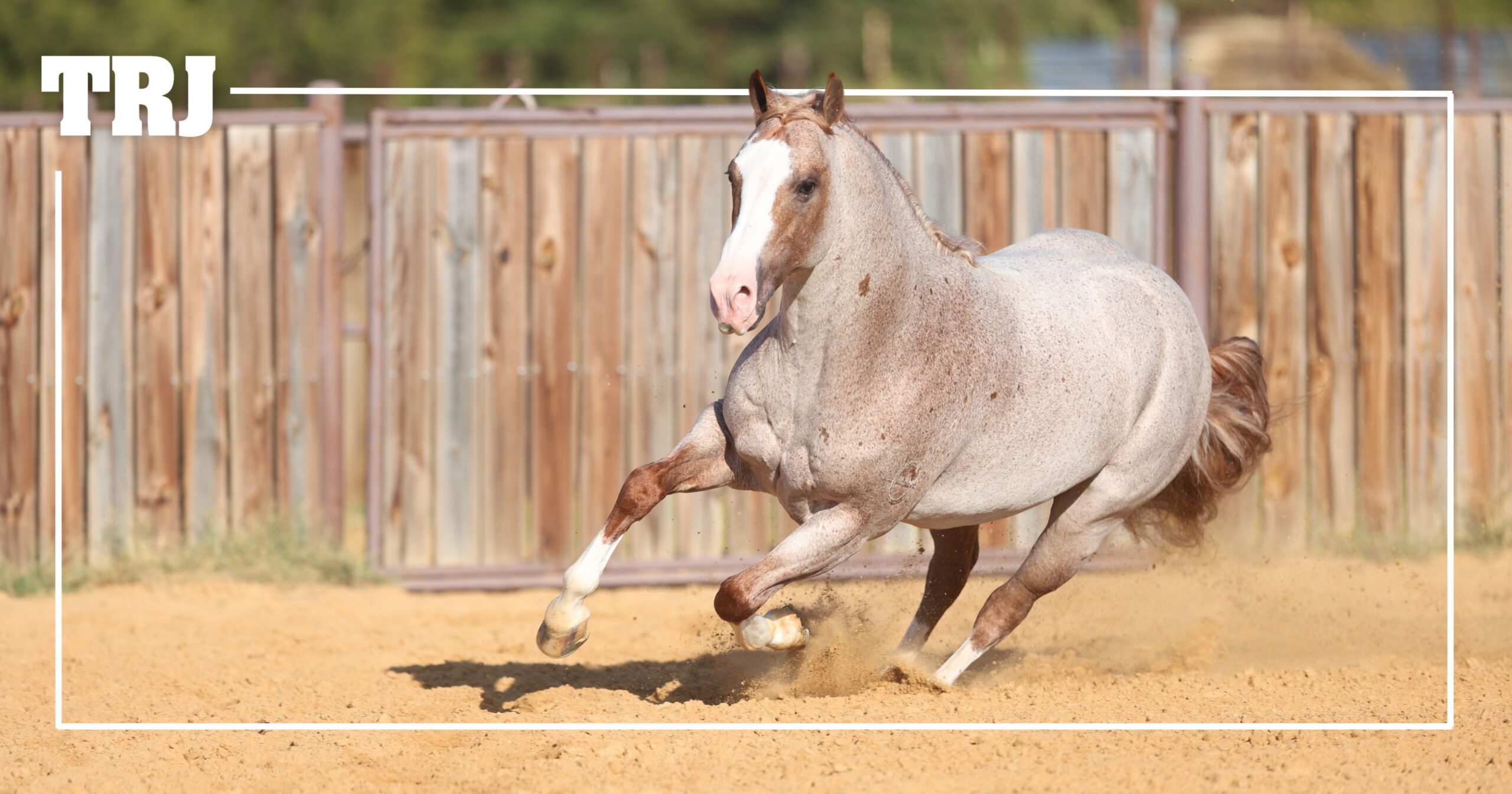Here Are the Horses Dominating the 2026 Gold Buckle Spring Showdown—So Far