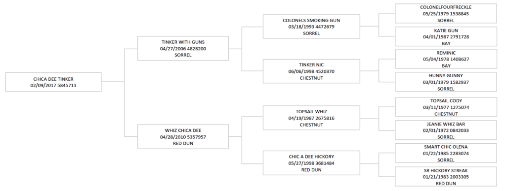 pedigree for Junior Nogueira’s heel horse Chica Dee Tinker