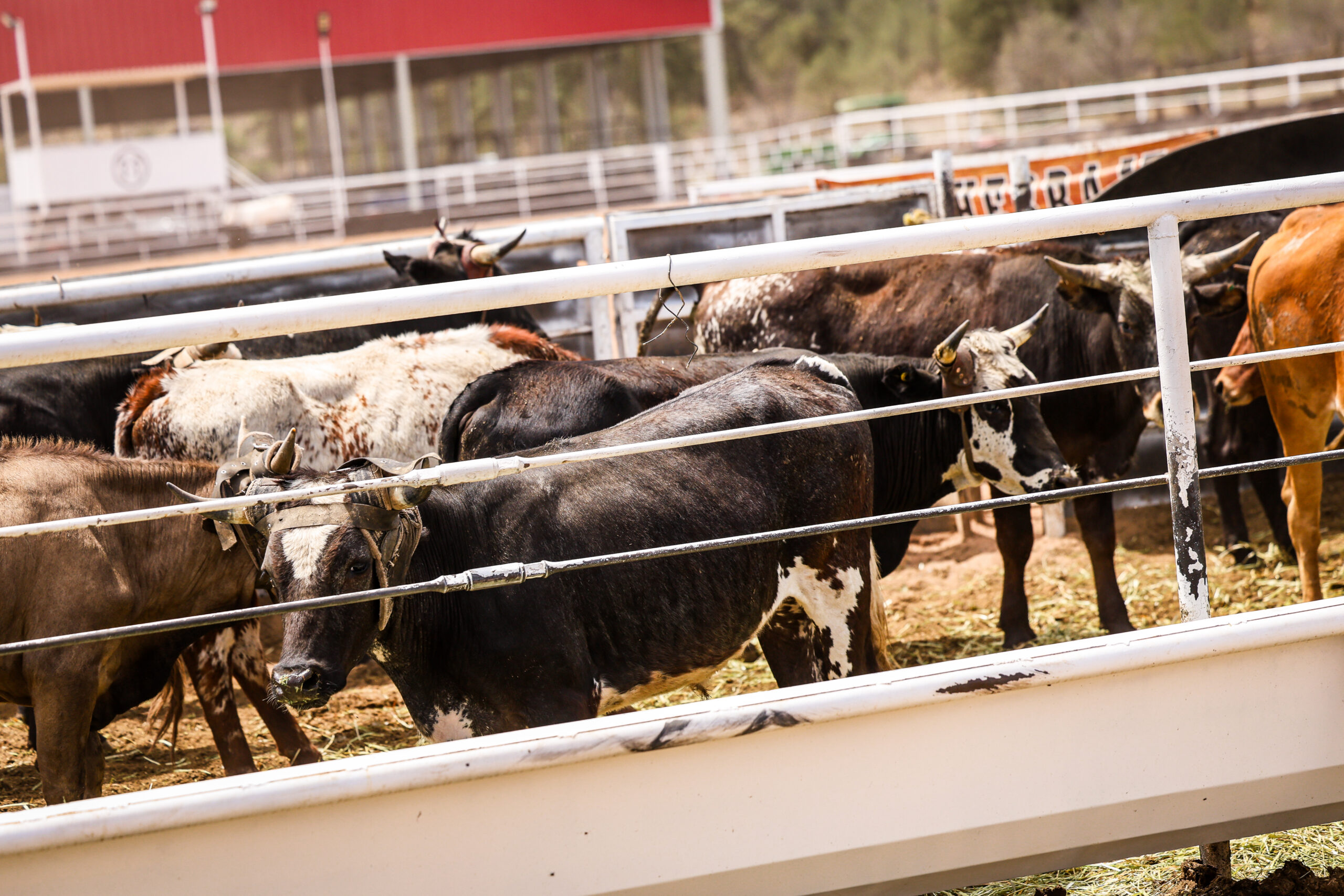 Corriente Cattle