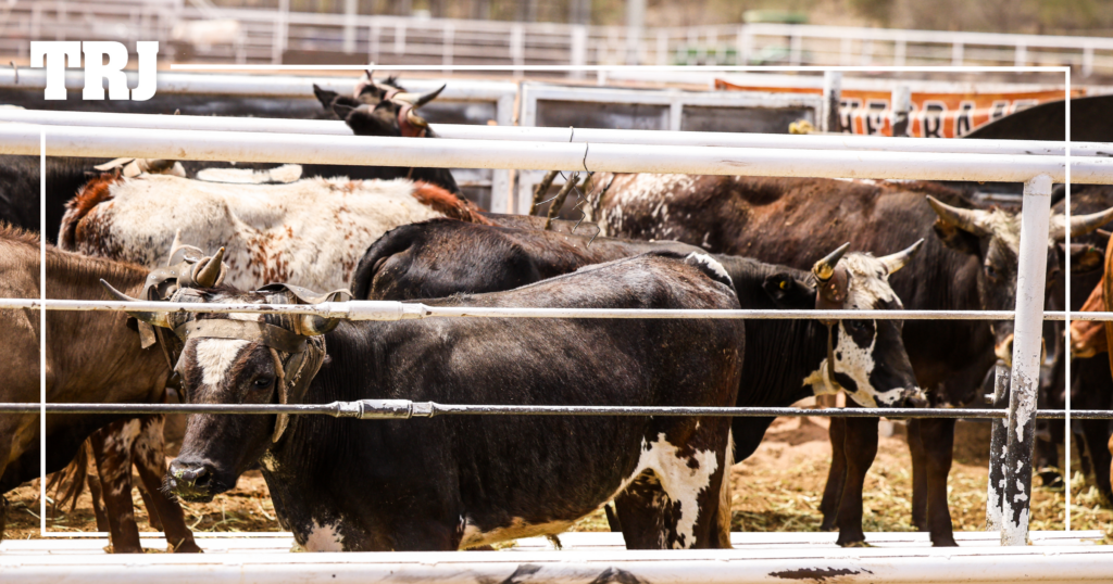 The Border Reopens Aug. 24. What It Means for Roping Cattle.