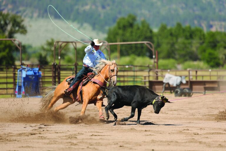 A heeler riding his horse through the corner to rope a steer's hind feet