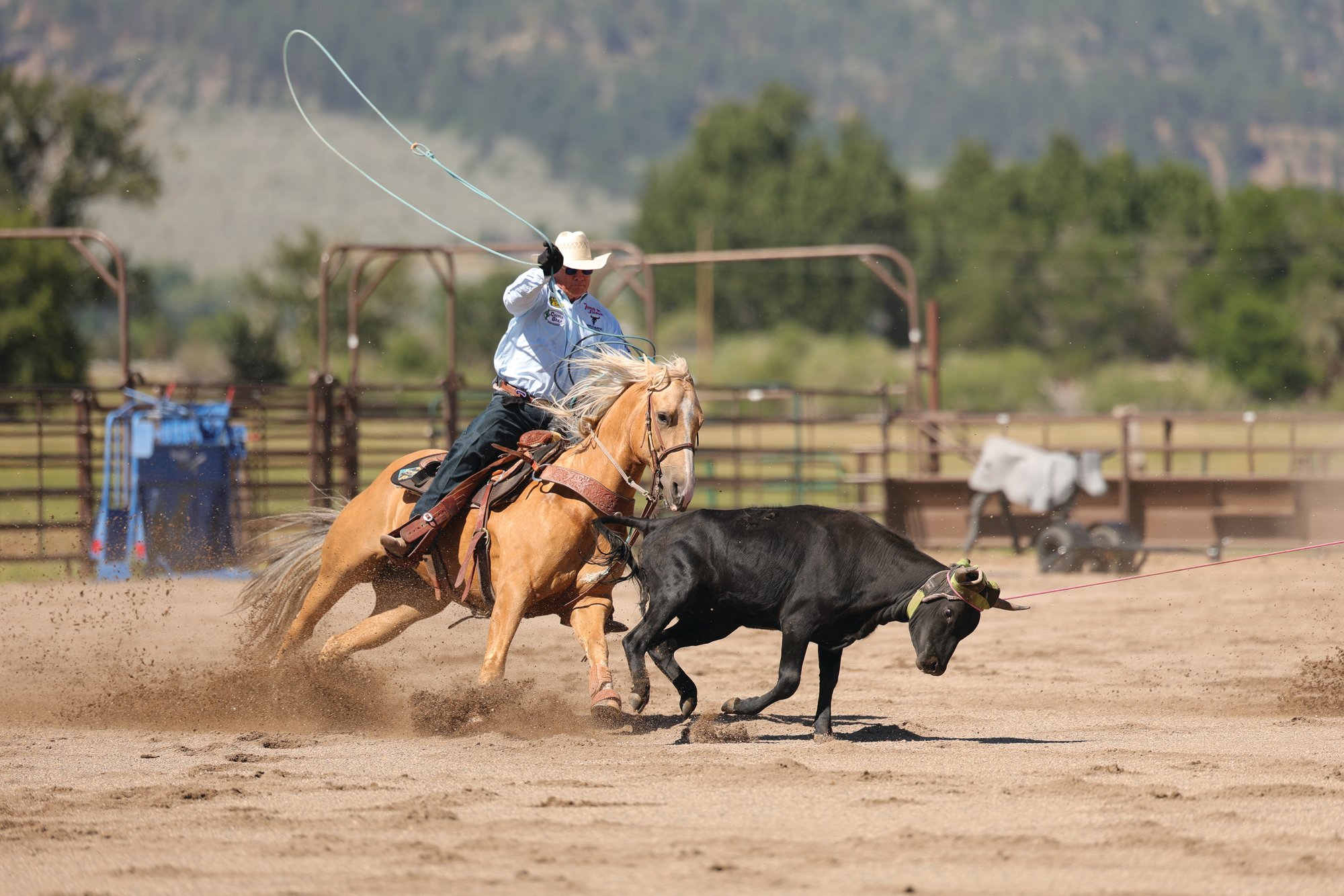 A heeler riding his horse through the corner to rope a steer's hind feet