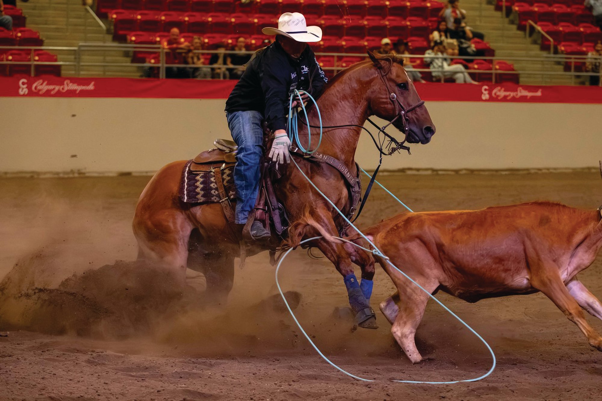 Cooper Freeman heeling a steer at the Calgary Stampede Rocky Mountain Cup