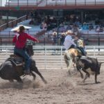 Tyler Tryan and Nicky Northcott roping a steer at Cheyenne Frontier Days