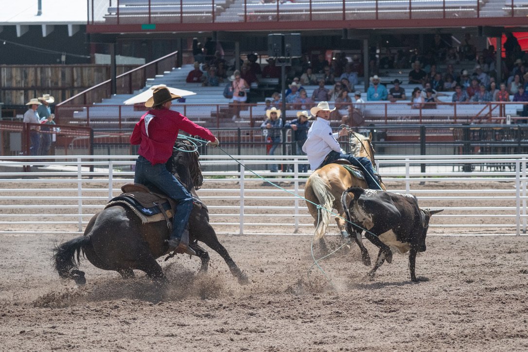 Tyler Tryan and Nicky Northcott roping a steer at Cheyenne Frontier Days