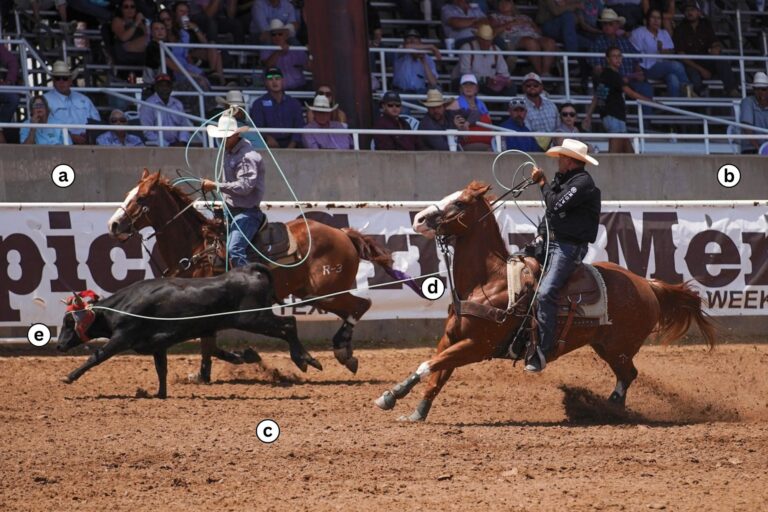 Clay Tryan heading a steer at the 2026 Spicer Gripp Memorial Open