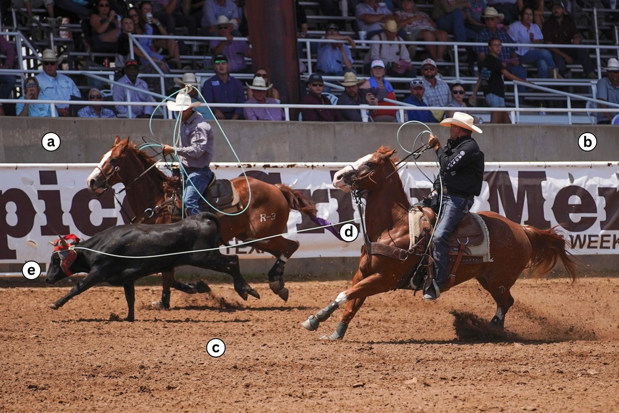 Clay Tryan heading a steer at the 2026 Spicer Gripp Memorial Open