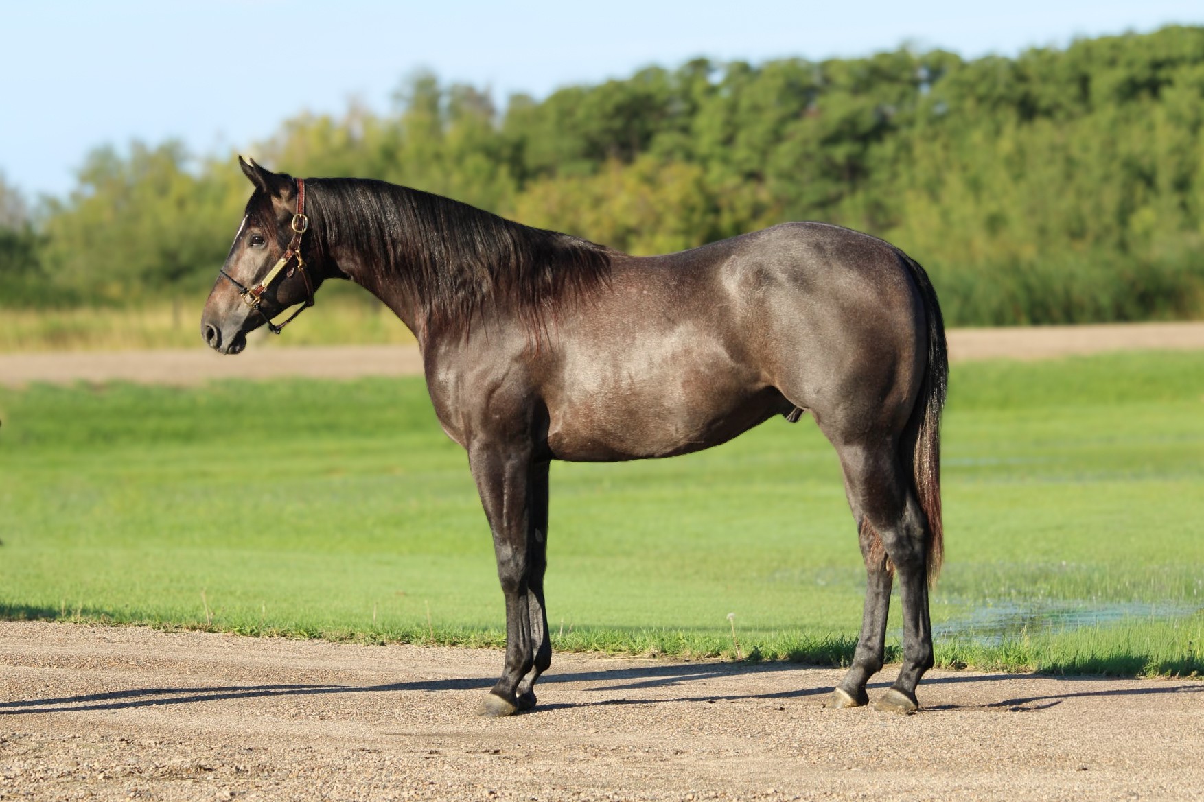 Gray 2024 gelding Stark Nickid stands in profile on a gravel drive in front of a green pasture.
