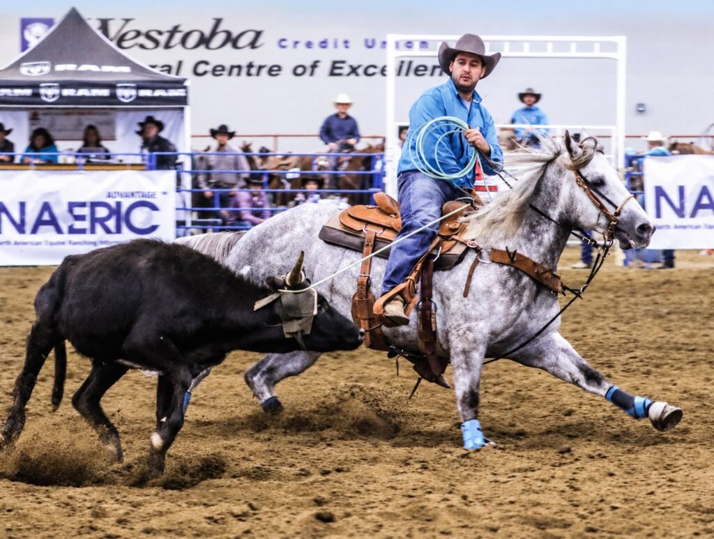 A header in a blue shirt ropes a steer aboard gray stallion Nickster in an indoor arena.