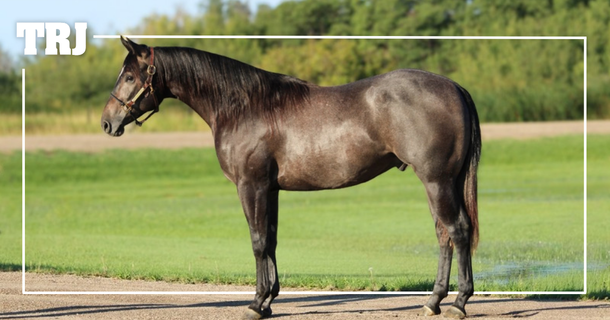 Built for More: Stark Nickid Brings Proven Rodeo Blood to the Old West Sale