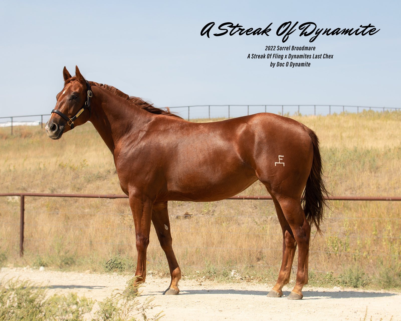 Lot 202 A Streak Of Dynamite, 2022 sorrel broodmare