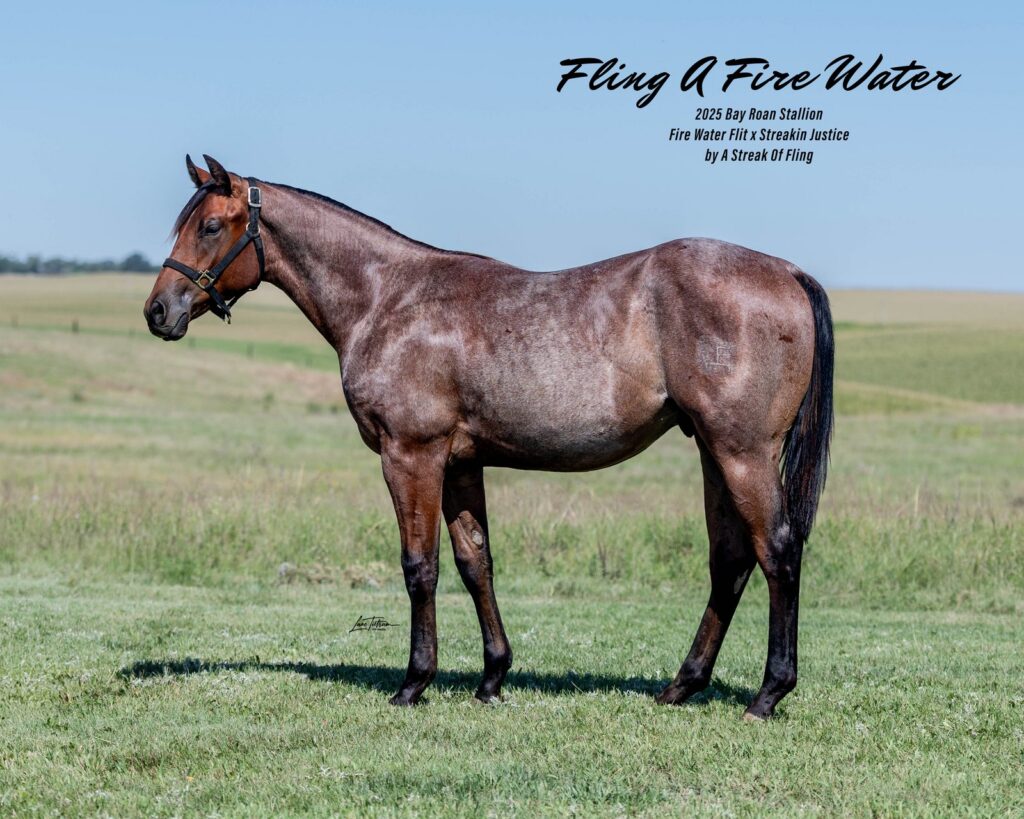 Lot 303 Fling A Fire Water, 2025 bay roan stallion