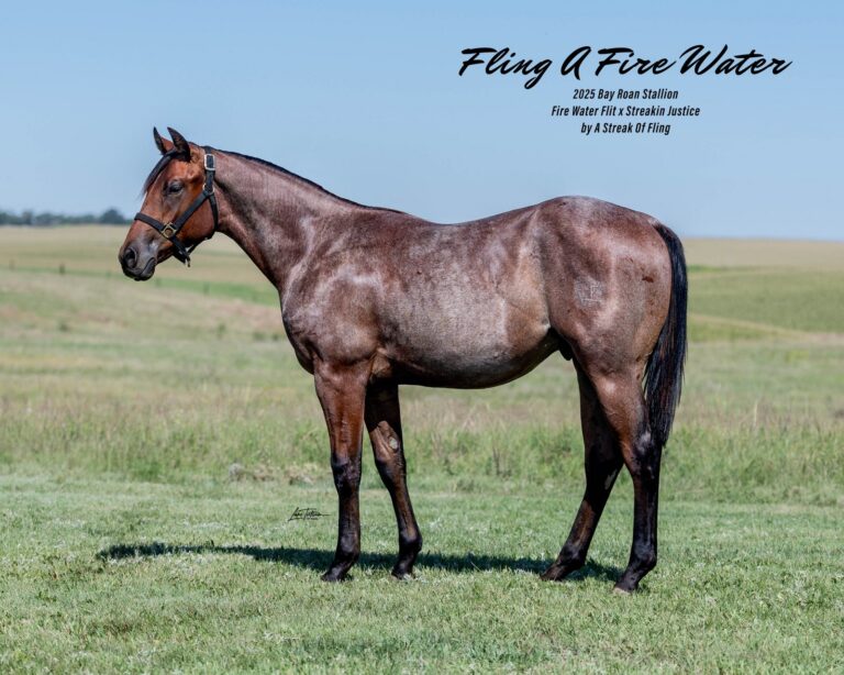 Lot 303 Fling A Fire Water, 2025 bay roan stallion