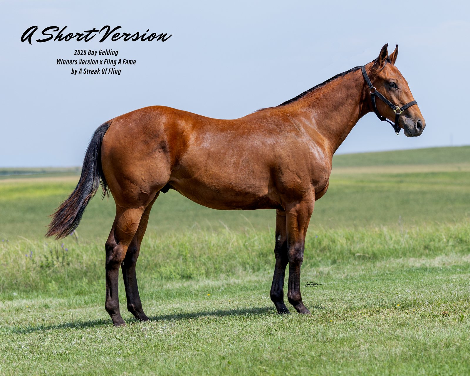 Lot 306 A Short Version, 2025 bay gelding