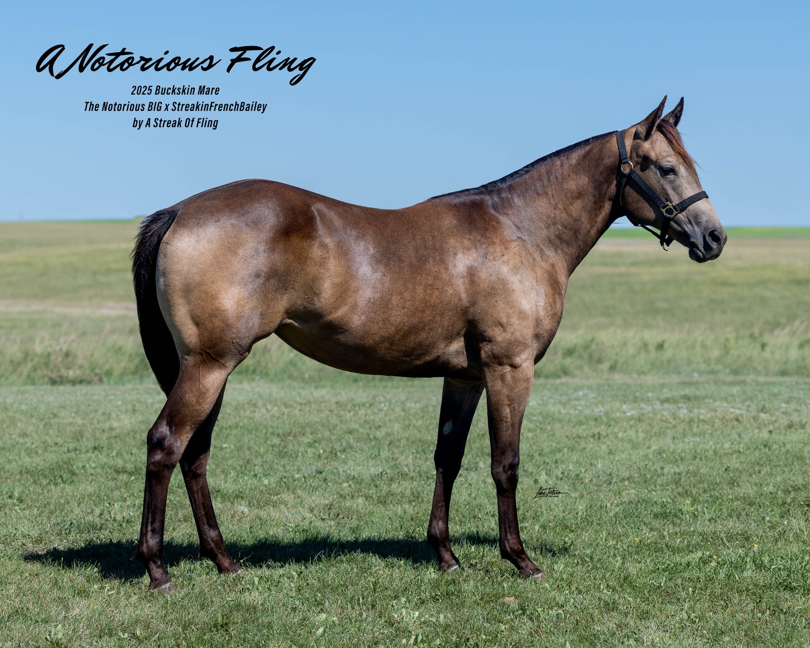 Lot 309 A Notorious Fling, 2025 buckskin filly