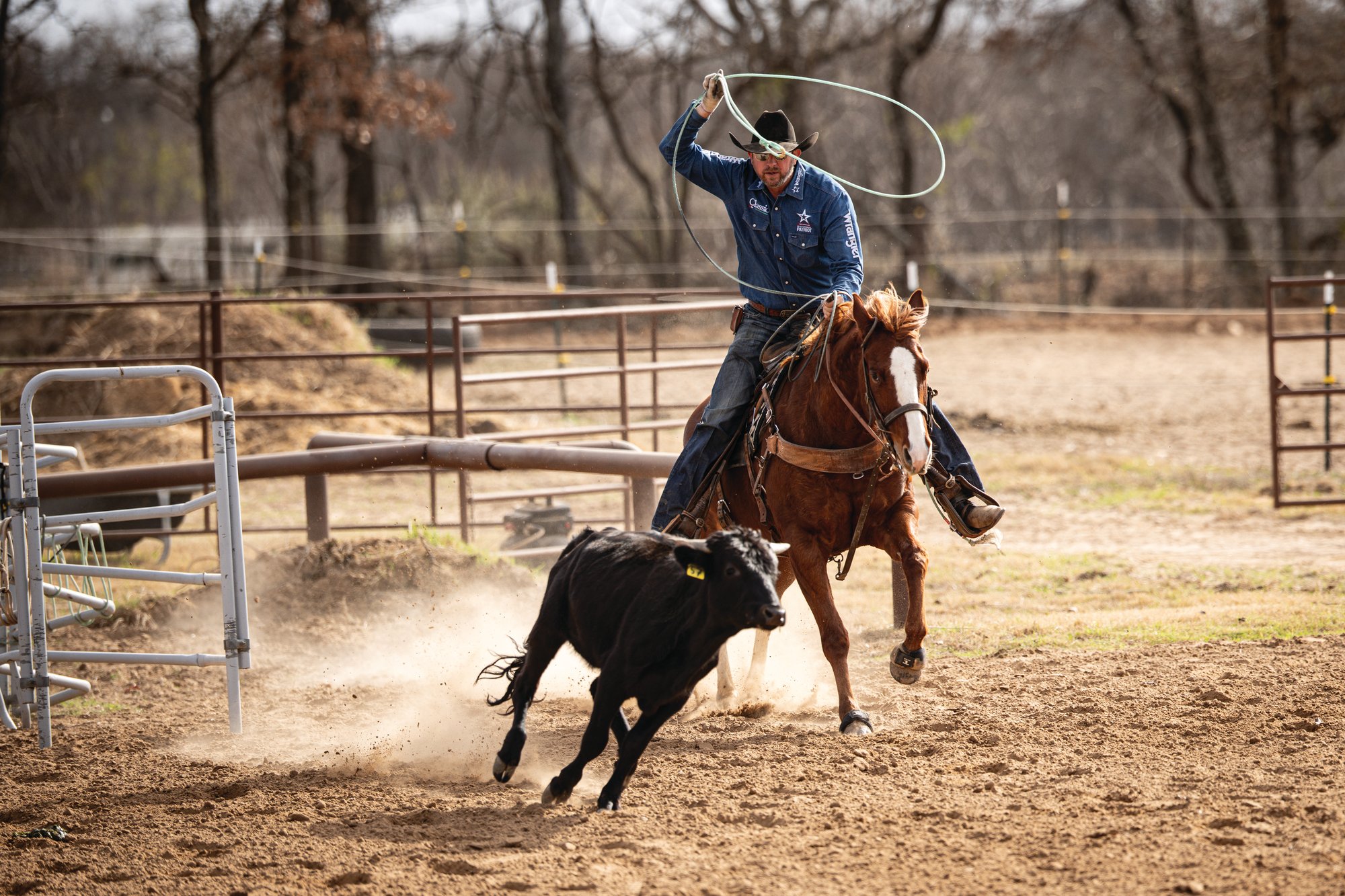 Logan Olson roping a steer coming out of the scoring lane