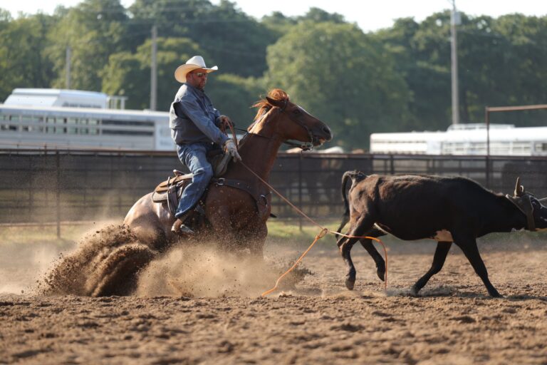 Joseph Harrison's horse slides to a stop as Harrison heels a steer.