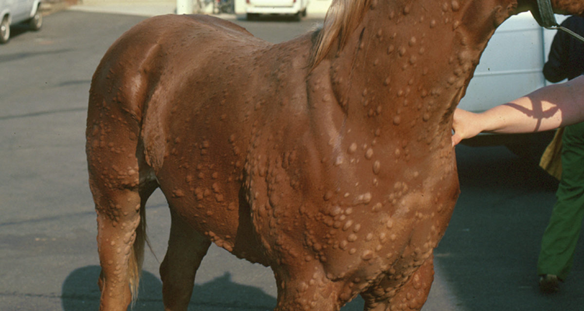 hives in horses
