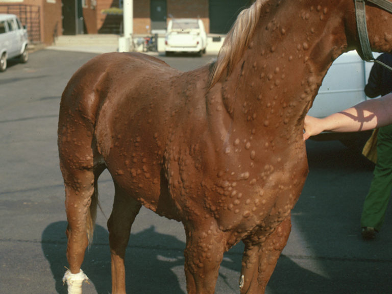hives in horses